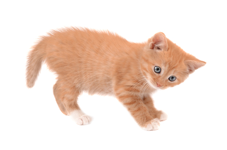 isolated beautiful red cat on a white backgroundの写真素材