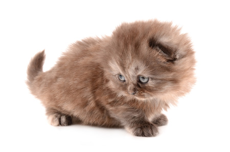 isolated beautiful gray kitten on a white backgroundの写真素材