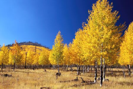Aspens, Hochderffer Hillsの写真素材