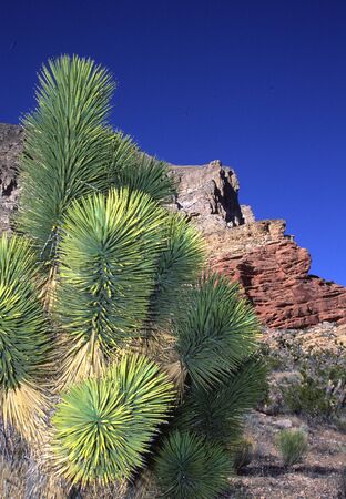 Joshua tree, Virgin Mountains, Arizonaの写真素材