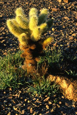 Teddy bear cholla cactus, Arizonaの写真素材