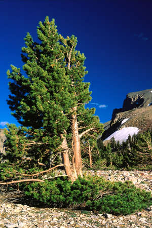Great Basin National Park and Mount Moriah Wilderness, Snake Range, Nevada