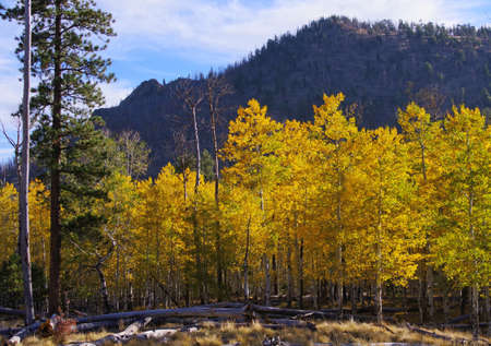 Aspens, Lockett Meadowの写真素材