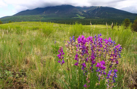Hart Prairie, San Francisco Peaksの写真素材