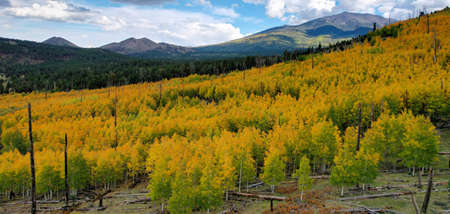 Fall color, Hochderffer Hills, Coconino National Forest, Arizonaの写真素材