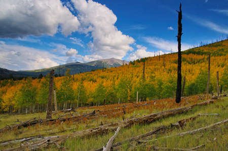 Fall color, Hochderffer Hills, Coconino National Forest, Arizonaの写真素材