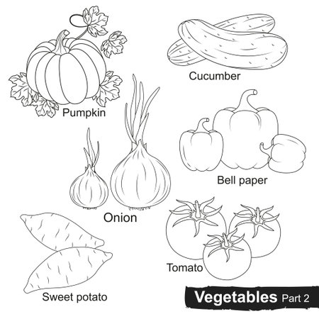 Vegetables collection drawn with lines on white background.Pumpkin,cucumber,onion,bell paper,tomato,sweet potato.vector illustrationのイラスト素材