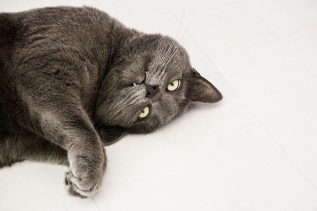 Wildcatsの写真素材