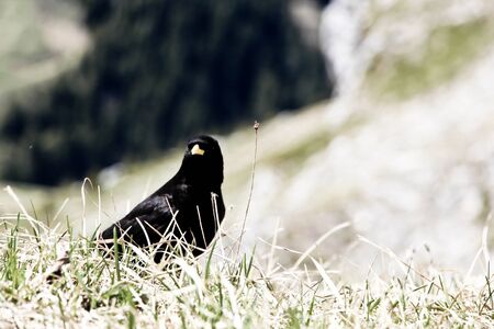 Mountain Chocardの写真素材