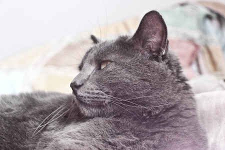 Cat who sleepsの写真素材