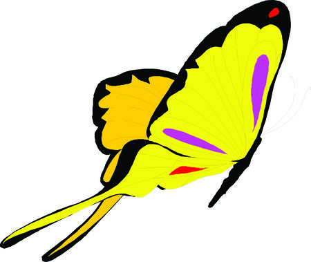 butterfly illustrationのイラスト素材