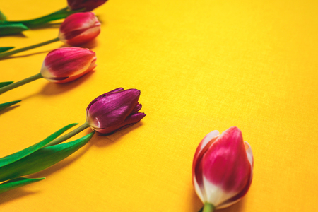 Women`s day background with spring flowers on yellowの写真素材