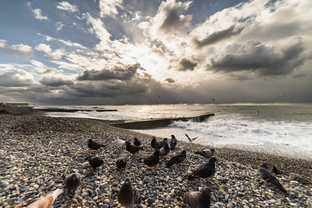 Pigeons on the stony seashore. Clouds in the skyの写真素材