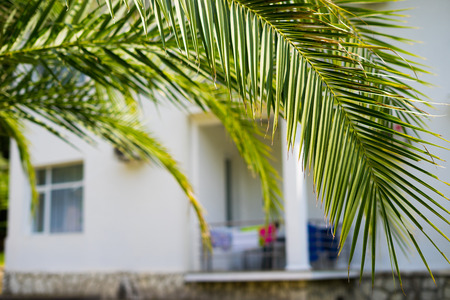 Summer tropical vacation with palm trees and white luxury villa,sunny vintageの写真素材