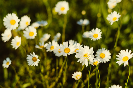 Summer travel inspirational background with chamomile over sunset,copyspace,golden vintage...
