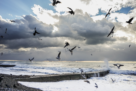 coast of the sea, beautiful sky, birds fly over the seaの写真素材