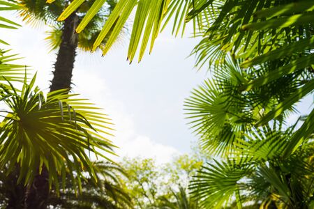 Palm trees against blue sky, Palm trees at tropical coast, coconut tree,summer treeの写真素材