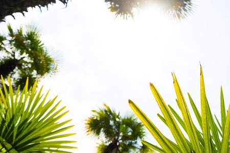 Palm trees against blue sky, Palm trees at tropical coast, vintage toned and stylized, coconut...