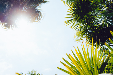 Palm trees against blue sky, Palm trees at tropical coast, vintage toned and stylized, coconut tree,summer tree ,retroの写真素材