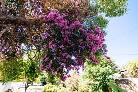 Old city streets with flowers in Alacati, Cesmeの写真素材