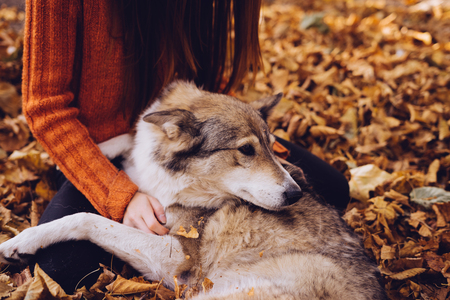 the girl is sitting in the middle of autumn leaves with her dogの写真素材