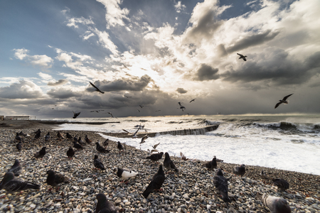 Beach in stormy weather with a lot of pigeons on the beachの写真素材