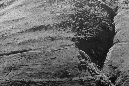 black and white photo of the Caucasus mountains, many treesの写真素材