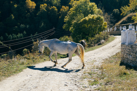beautiful white horse jumps on a country roadの写真素材