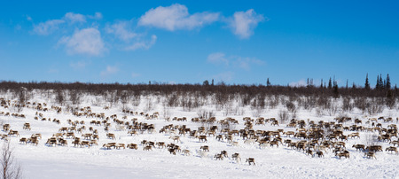 in the far cold north, a herd of wild reindeers runs across the snow-covered fieldの写真素材
