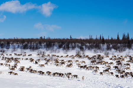 in the far cold north through a snow-covered field there is a herd of wild deerの写真素材
