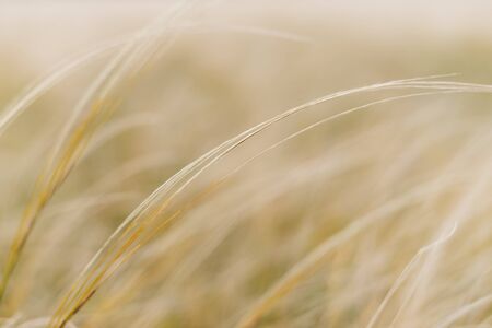 endless field, ears echo in the wind