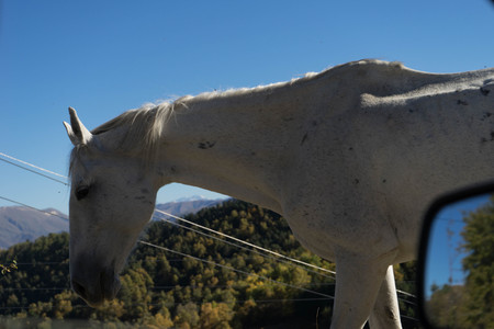 beautiful graceful white horse on a background of green forest and skyの写真素材