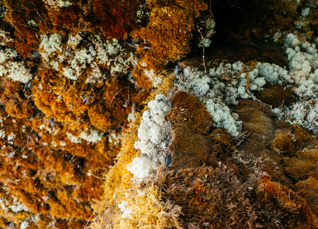 in the far north, arctic plants, yellow and white mossの写真素材