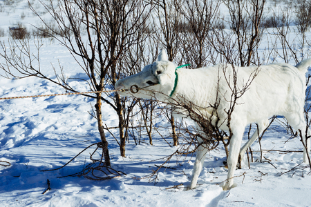 in the far cold north, winter weather, white white deer walks along the white snowの写真素材