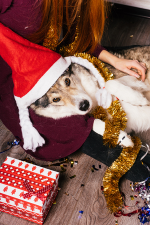 red-haired girl playing with her big dog, New Year's atmosphere and shiny tinselの写真素材