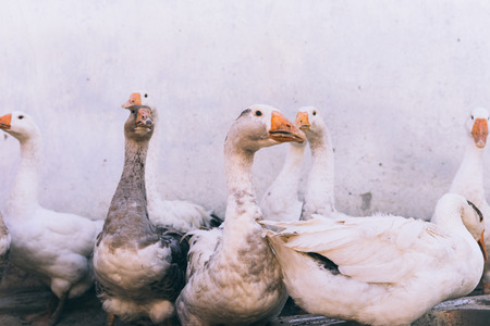 a lot of white and gray geese on a light backgroundの写真素材