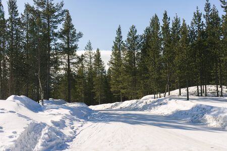 winter forest, taiga, white snow-covered road