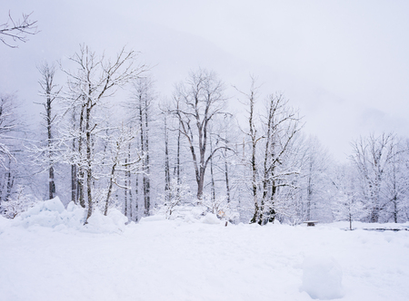 trees in the forest are covered with white snow, winter weatherの写真素材