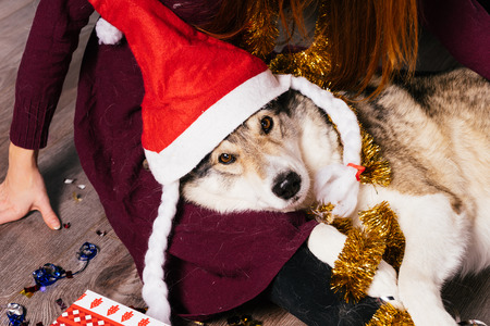 the dog in the New Year's cap lies on the hands of a womanの写真素材