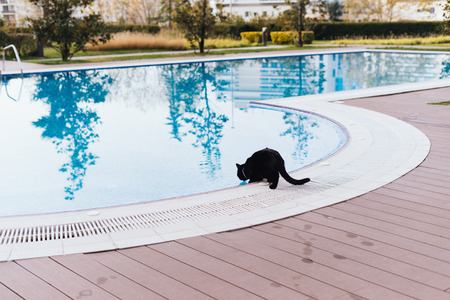 black fluffy cat sitting by the blue pool in the open airの写真素材