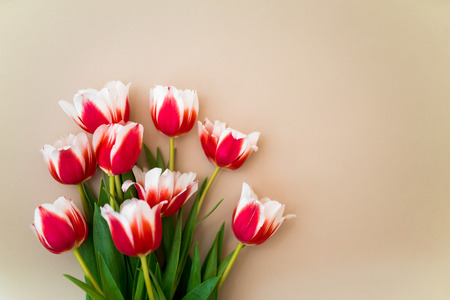 A bouquet of fresh tulips lying on a beige background. Mother Day and International Women Dayの写真素材