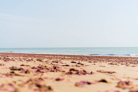 sea, beach, sand and red-brown algae. Landscape with the oceanの写真素材