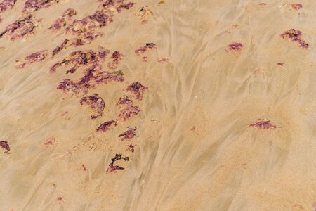 photo of brown algae in the sand after low tideの写真素材