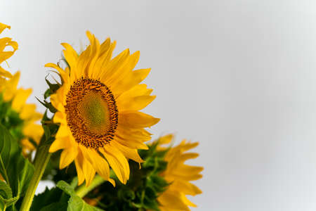 Bouquet of blooming sunflowers on a white background in the studio. mock up close upの写真素材