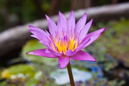 Purple Lotus.の写真素材