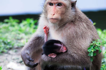 family of mother and child monkeyの写真素材