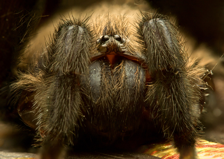 Folding-door Spiders (Family Antrodiaetidae, genus Antrodiaetus)の写真素材