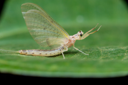 Mayfliesの写真素材