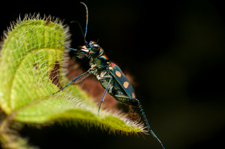 Tiger Beetleの写真素材