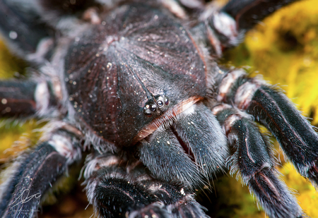 Selenocosmia javanensis tarantula